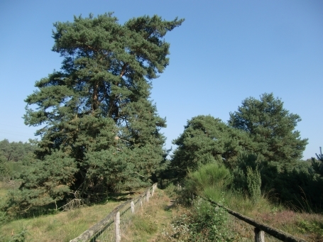 Schermbeck : Impressionen aus dem Naturschutzgebiet Loosenberge